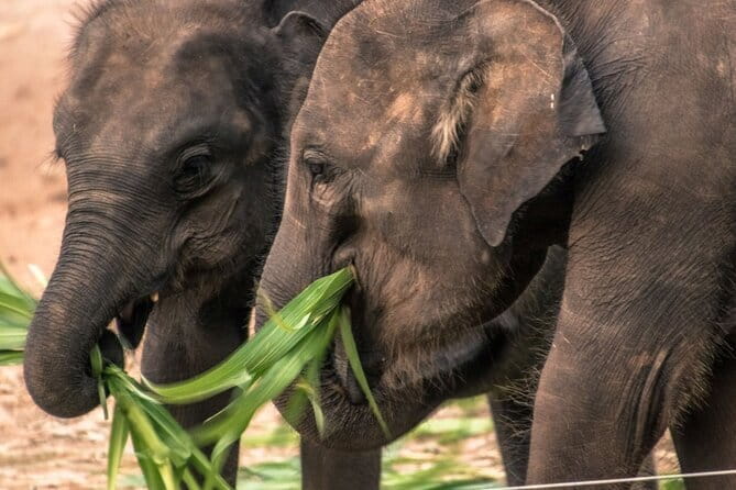 Galle/Mirissa/Tangalle: Transfer to Ella & Yala/Udawalawa Safari - Yala Versus Udawalawe, and How to Pick