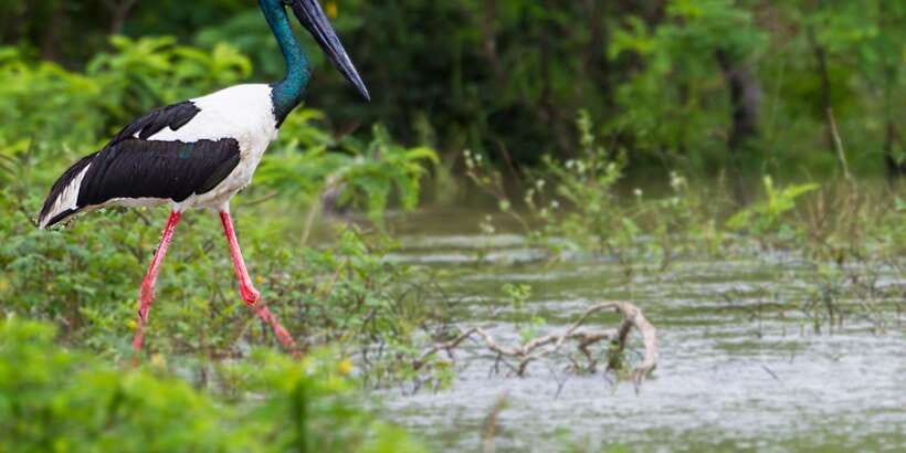 Galle/Mirissa: Yala & Udawalawe Safari Day Trip with Picnic - Weather, season, and what affects sightings