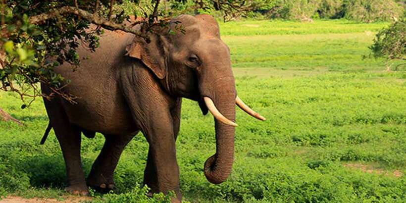 Galle/Mirissa: Yala & Udawalawe Safari Day Trip with Picnic - Udawalawe Elephant Transit Home, baby elephant feeding time