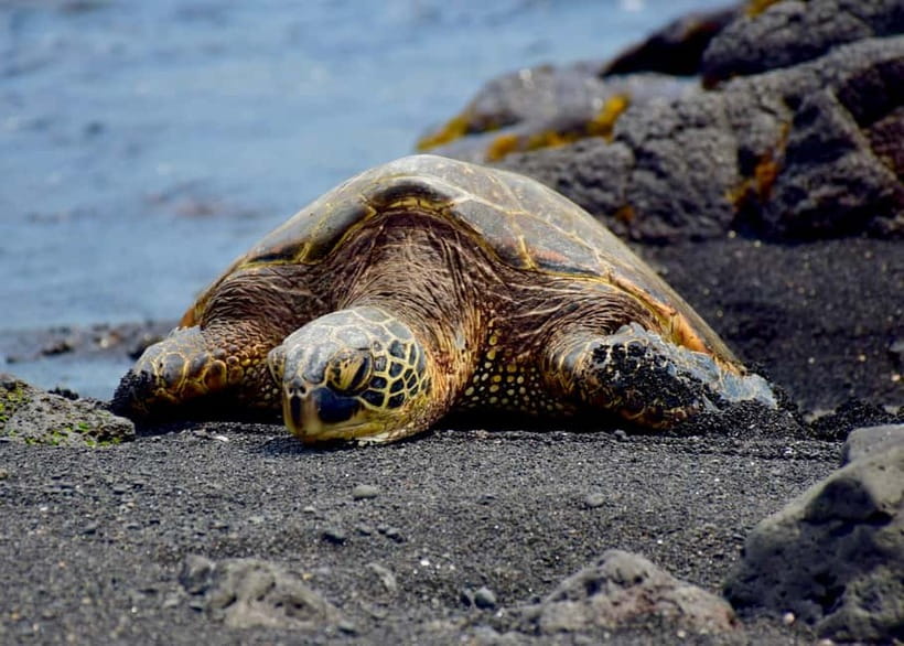 Galle Private Day Tours with Sea Turtles visit & Boat Safari - Who this tour is best for