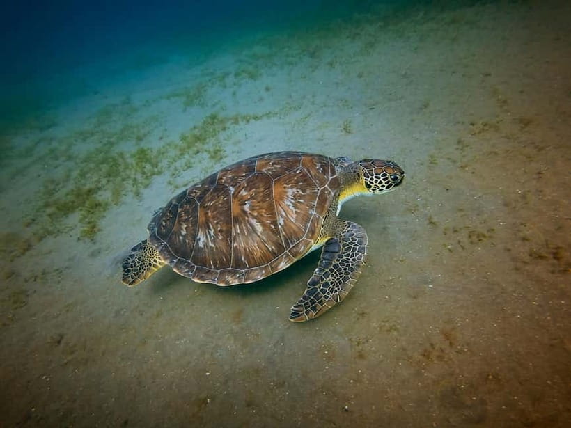 Galle Private Day Tours with Sea Turtles visit & Boat Safari - Pricing and value for a $45 private day