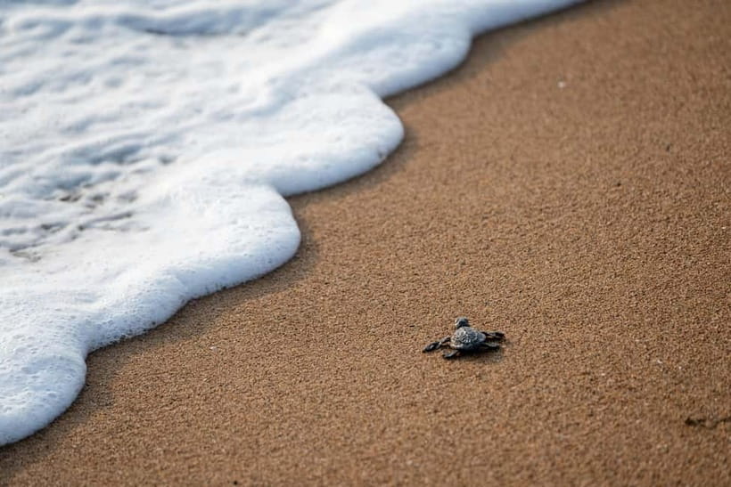 Galle Private Day Tours with Sea Turtles visit & Boat Safari - Madu Ganga boat safari, mangroves, and wildlife-spotting odds
