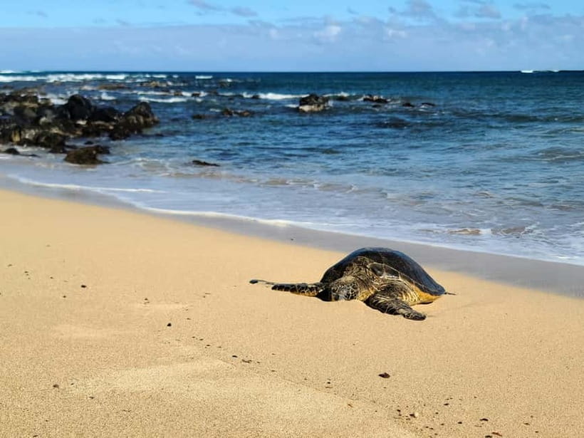 Galle Private Day Tours with Sea Turtles visit & Boat Safari - Ahungalla and Hikkaduwa photo stops that break up the day