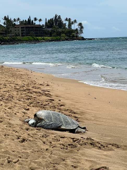 Galle Private Day Tours with Sea Turtles visit & Boat Safari - What the tour includes, what you should pay for, and how to budget