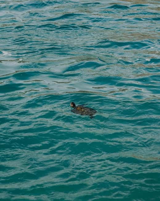 Galle Private Day Tours with Sea Turtles visit & Boat Safari - Guides matter here: Hasantha, Sakun, Nuwan, and Rusiru