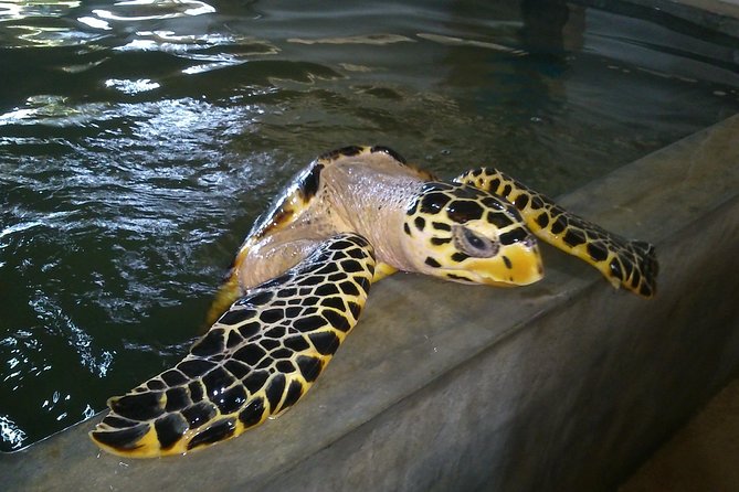 Galle Sightseein Rickshaw Tour - Stop 1: Habaraduwa Turtle Hatchery at Koggala