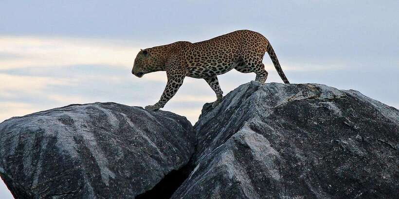 Galle/Unawatuna/Weligama/Mirissa: Yala National Park Safari - Price and Value Math, $83 Plus Yala Entrance Fees