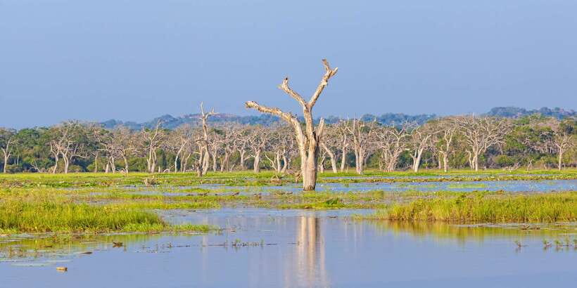 Galle/Unawatuna/Weligama/Mirissa: Yala National Park Safari - Should You Book This Yala National Park Safari?