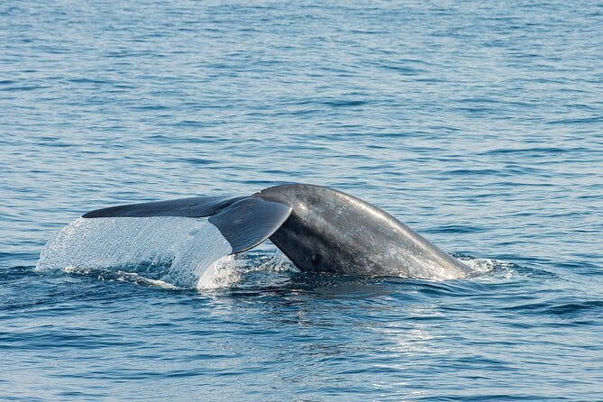 Great Whales Education Programe Dolphins and Whales are in SL - Key points worth knowing before you go