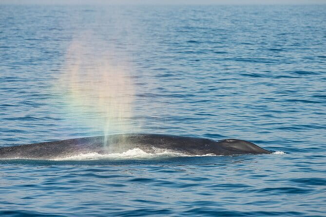 Great Whales Education Programe Dolphins and Whales are in SL - Why this Matara whale-and-dolphin lesson is worth your hour