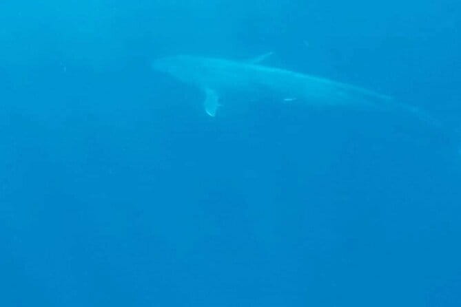 Great Whales Education Programe Dolphins and Whales are in SL - Meet Ms. A.H. Deepika Kumari, the guide who makes it click