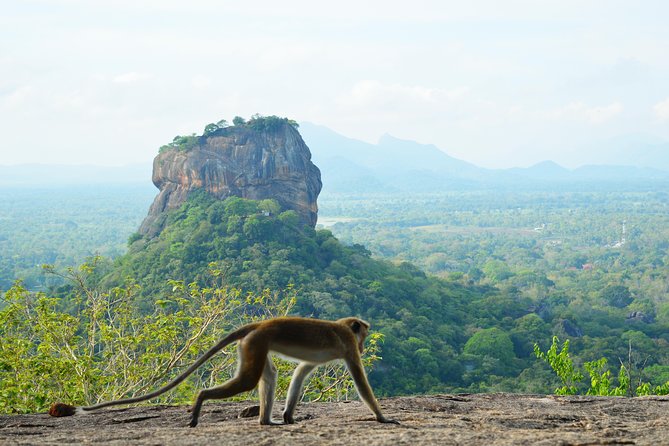 Guided Hike & Picnic with an Amazing View on Pidurangala Rock - Why Pidurangala Makes More Sense Than Just Stopping for Photos