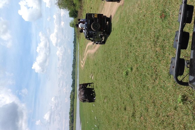 Half Day - Minneriya National Park Safari Tour From Habarana/Sigiriya - Driver English limits and the no-licensed-guide reality