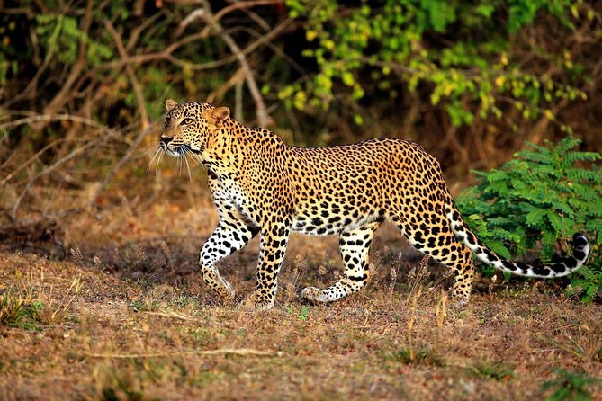 Half Day Safari at Yala National Park with Lunch - Key things to know before you go