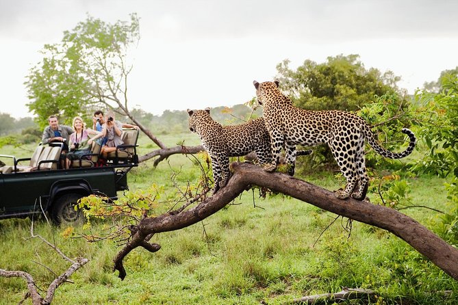 Half Day Safari at Yala National Park with Lunch - Lunch Break and the Pace of the Day