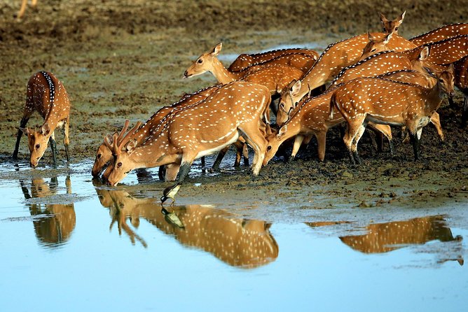 Half Day Safari at Yala National Park with Lunch - Price and Included Extras: Is $189 Worth It?