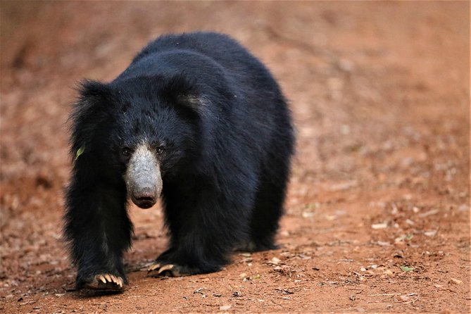 Half Day Safari at Yala National Park with Lunch - Yala National Park: Why This Safari Feels Different