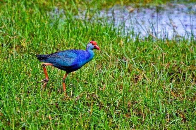 Half Day Tour to Muthurajawela, Lagoon, Dutch Canal and Mangroves - Key Highlights You’ll Care About