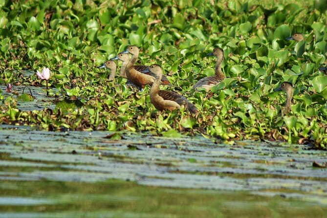 Half Day Tour to Muthurajawela, Lagoon, Dutch Canal and Mangroves - Who This Tour Fits Best (and Who Might Want a Different Option)