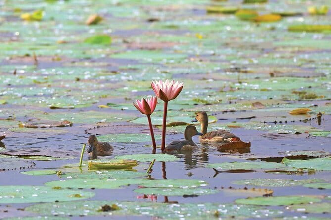Half Day Tour to Muthurajawela, Lagoon, Dutch Canal and Mangroves - Muthurajawela Marsh and the Dutch Canal: Where the Boat Ride Does the Work