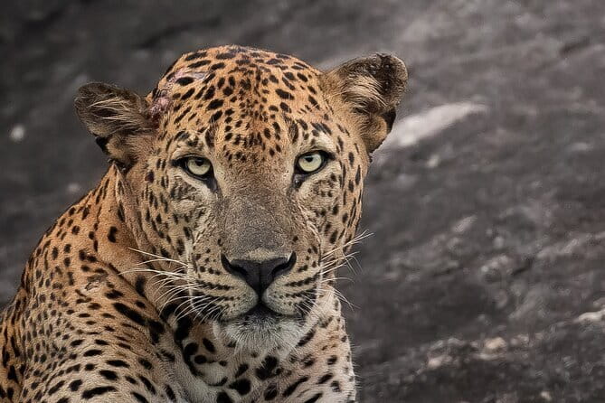 Half Day trip in Yala National Park - Key highlights to know before you go