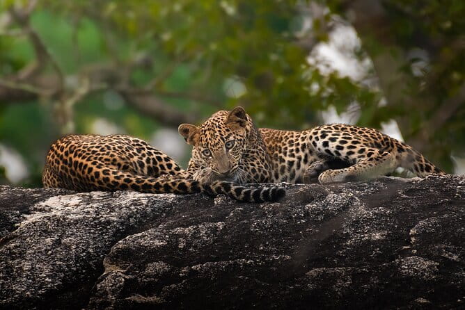 Half Day trip in Yala National Park - Yala’s early 4:30 am start, and why timing matters