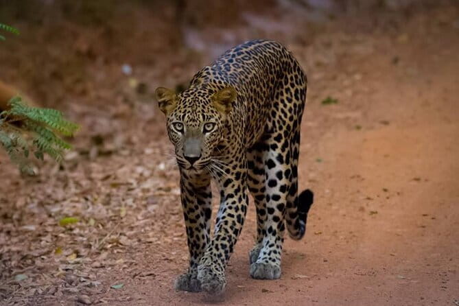 Half Day trip in Yala National Park - Weather, timing, and the reality of safari roads