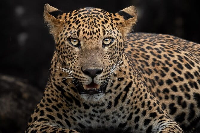 Half Day trip in Yala National Park - Should you book this half-day Yala safari?