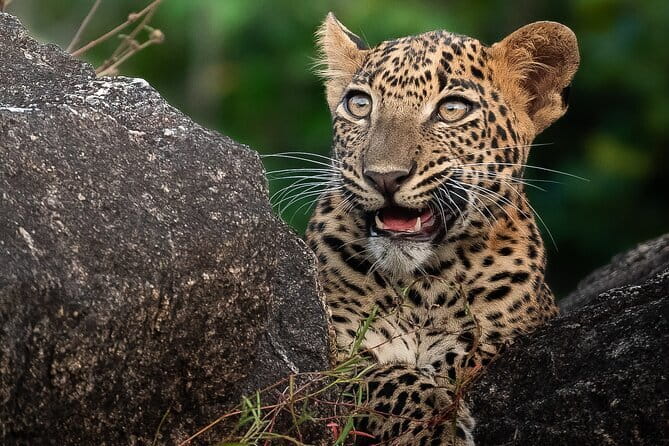 Half Day trip in Yala National Park - Breakfast, snacks, binoculars, and drinks that actually fit a long morning