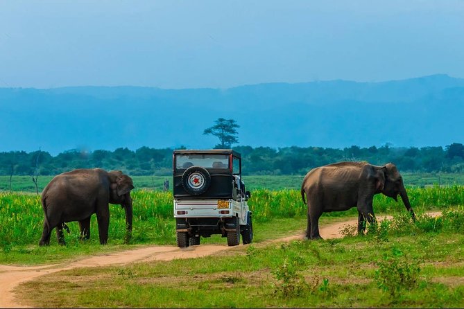 Half Day Udawalawe Safari (Entrance + Lunch) - Why Udawalawe works so well for elephant spotting