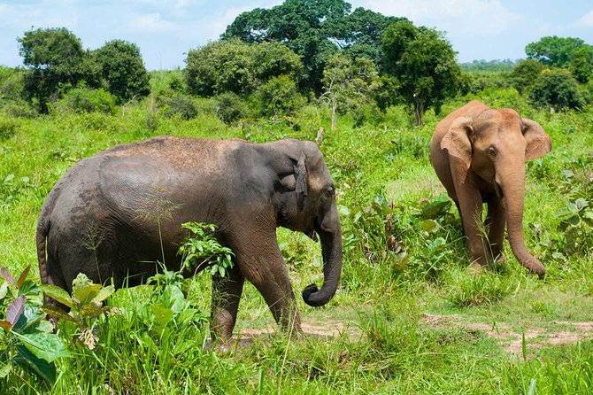 Half Day Udawalawe Safari (Entrance + Lunch) - Lunch at a local restaurant, plus keeping the day steady