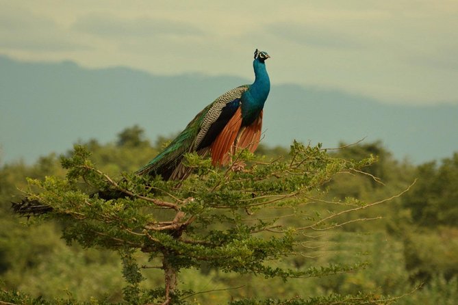 Half Day Udawalawe Safari (Entrance + Lunch) - Private tour value: transfers, attention, and flexibility for your group