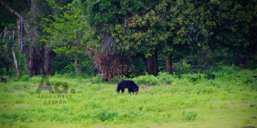 Half-Day Wild Safari in Yala National Park - Key things to know before you go