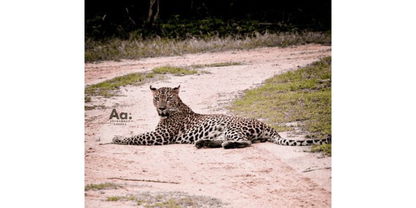 Half-Day Wild Safari in Yala National Park - Choosing Morning or Evening: How Timing Changes Yala