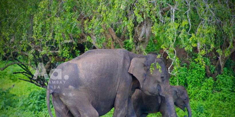 Half-Day Wild Safari in Yala National Park - Safety Briefing and the Guide’s Job: Spotting Beats Guessing