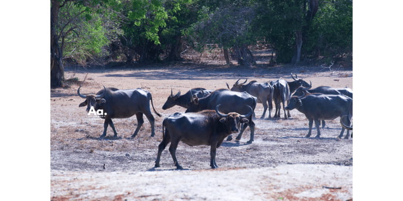 Half-Day Wild Safari in Yala National Park - Inside Yala for 4 Hours: Photo Stops, Scenic Drives, Rock Formations