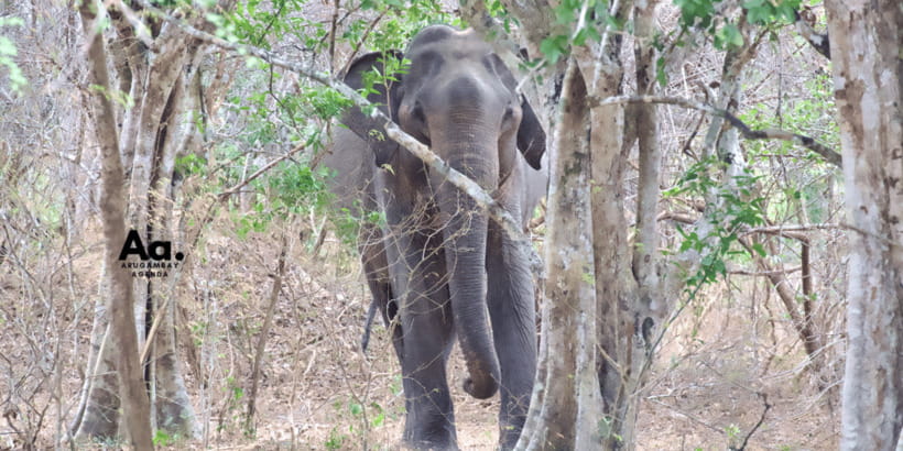 Half-Day Wild Safari in Yala National Park - What Wildlife You Can Expect to See (Beyond Just Leopards)