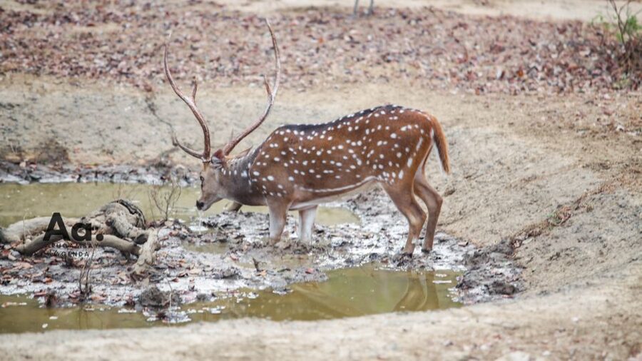 Half-Day Wild Safari in Yala National Park - Cold King Coconut Refreshment: Small Detail, Real Comfort