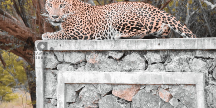 Half-Day Wild Safari in Yala National Park - Price and Value: Is $112 Worth It for a Half-Day?