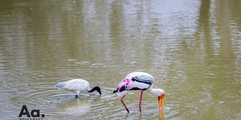 Half-Day Wild Safari in Yala National Park - Who This Safari Suits Best, and Who Should Skip It