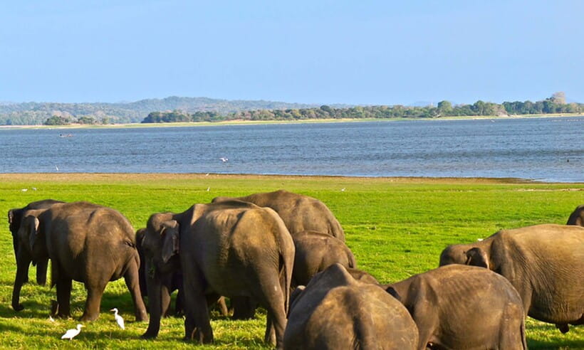 Hambantota Port: Udawalawe Safari Tour & Transit Home Visit - Elephant Transit Home, rehabilitated elephants at feeding time and play