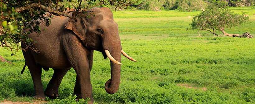Hambantota Port: Udawalawe Safari Tour & Transit Home Visit - FAQ