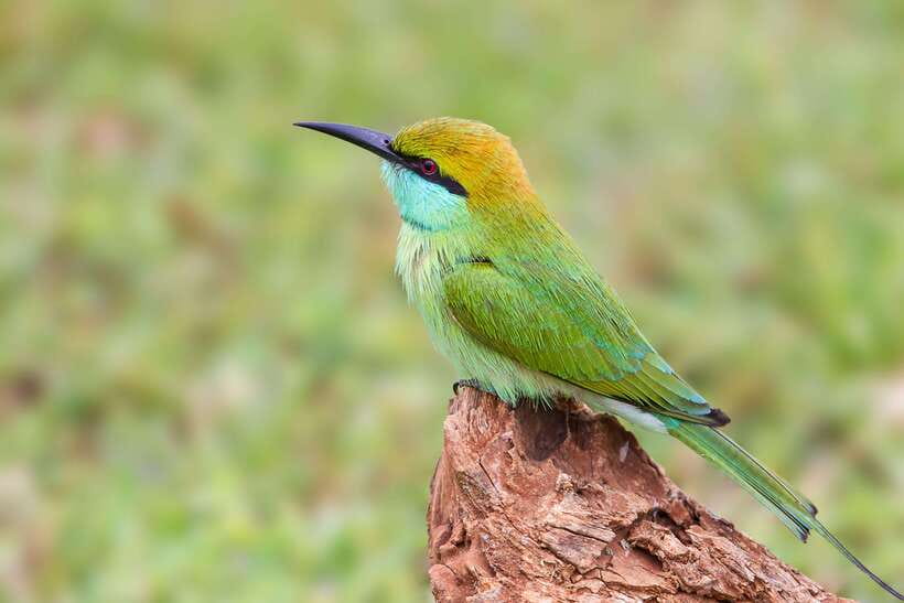Hambantota Port: Yala National Park Safari (Shore Excursion) - Hambantota Port to Yala, a realistic half-day wildlife plan