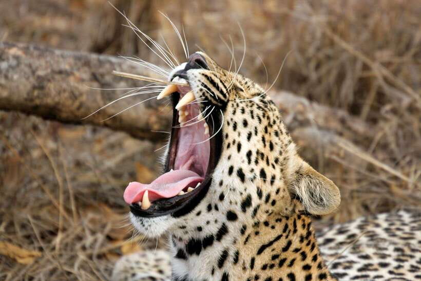 Hambantota Port: Yala National Park Safari (Shore Excursion) - Your best chances: elephants, leopards, and sloth bears