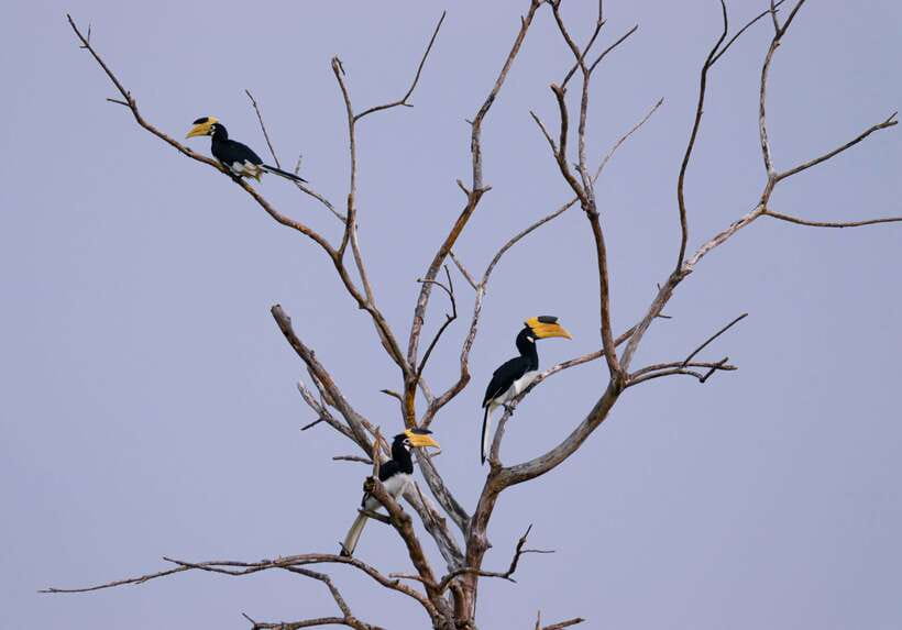 Hambantota Shore Excursion: Village and Cultural tour - Safari-style wildlife spotting in the Hambantota area