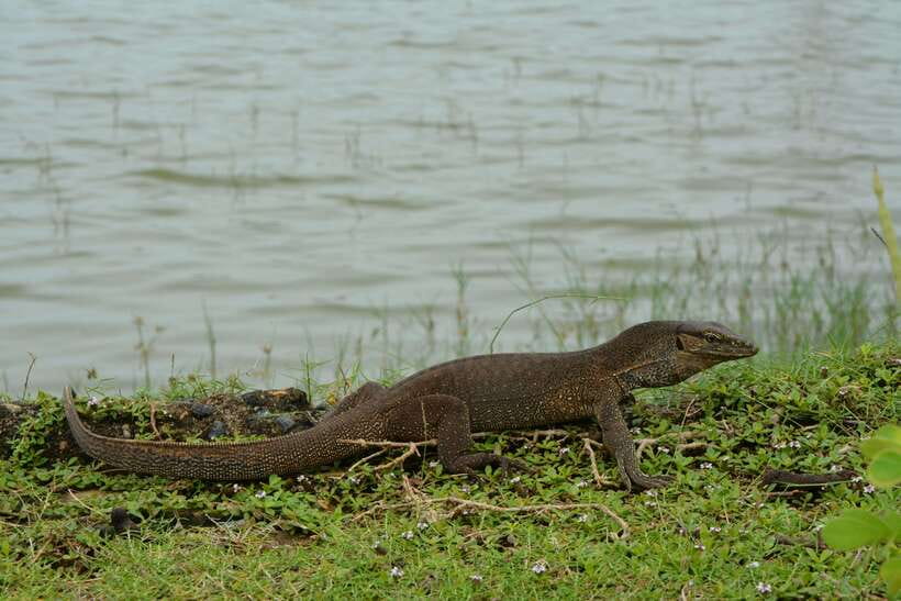 Hambantota Shore Excursion: Village and Cultural tour - Kotapola and Hambantota village visits: what you actually get