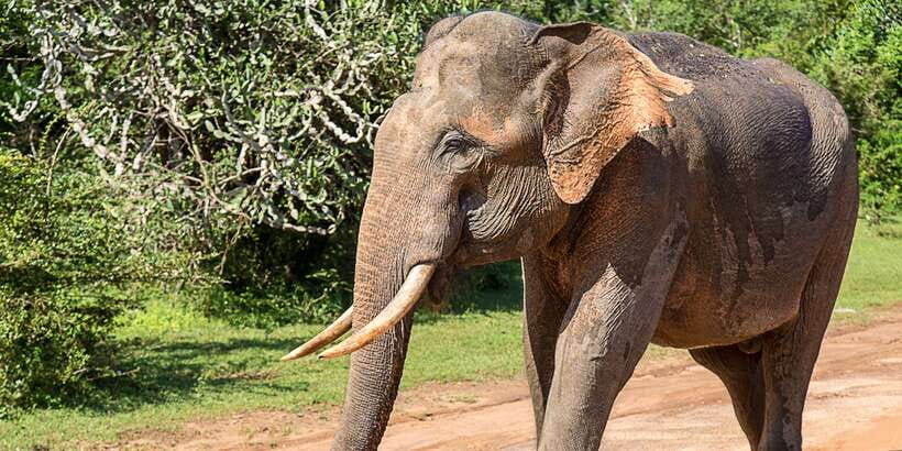 Hambantota: Yala National Park Wildlife Safari in a 4x4 - Entrance fee math, and why it changes the value