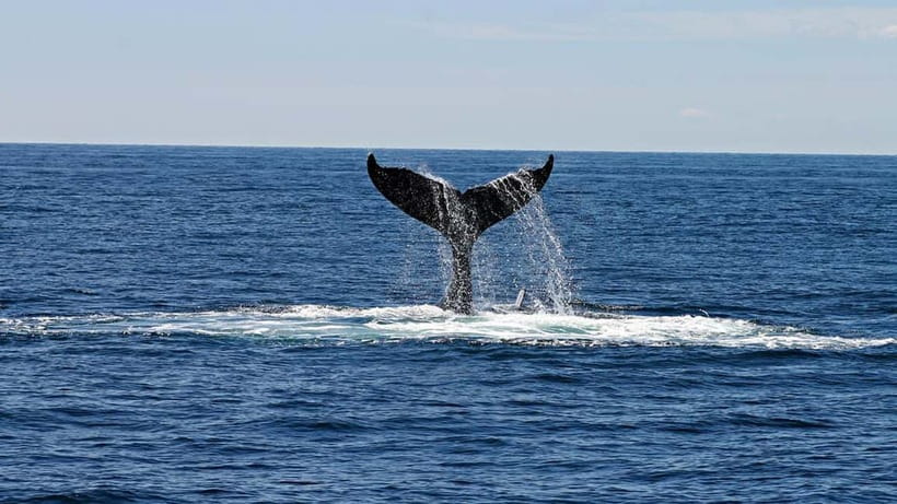 Hikkaduwa/Galle/Ahangama: Whale Watching Tour in Mirissa - Getting to Mirissa: the part that makes this trip easier