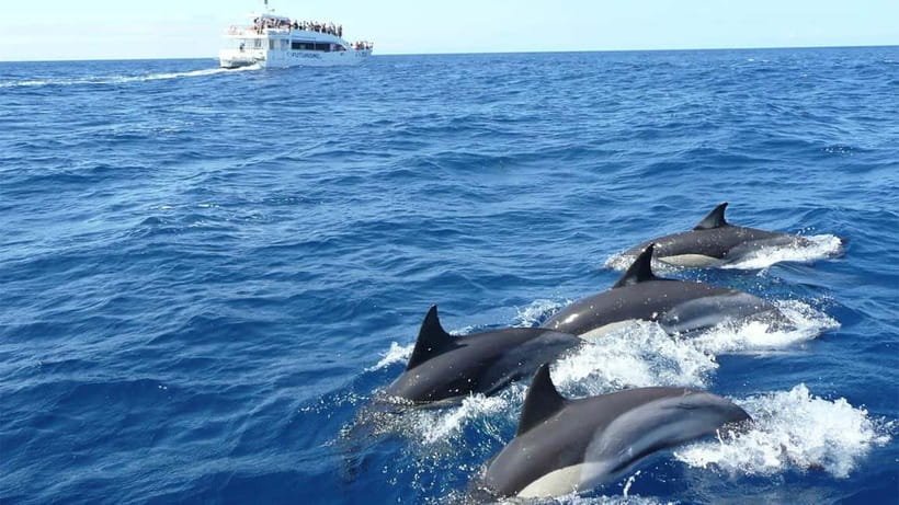 Hikkaduwa/Galle/Ahangama: Whale Watching Tour in Mirissa - The main event: how whale watching actually unfolds on the water
