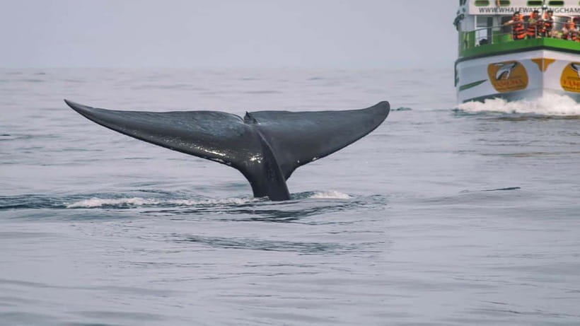 Hikkaduwa/Galle/Ahangama: Whale Watching Tour in Mirissa - Eco-friendly viewing: why the no-touch rule is a good sign